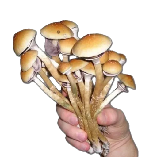 Стикер @kittysscryng 😳💤 - 1