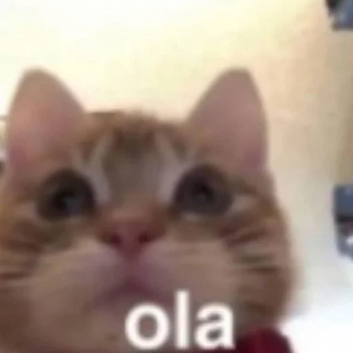 коты милашки не только коты - 