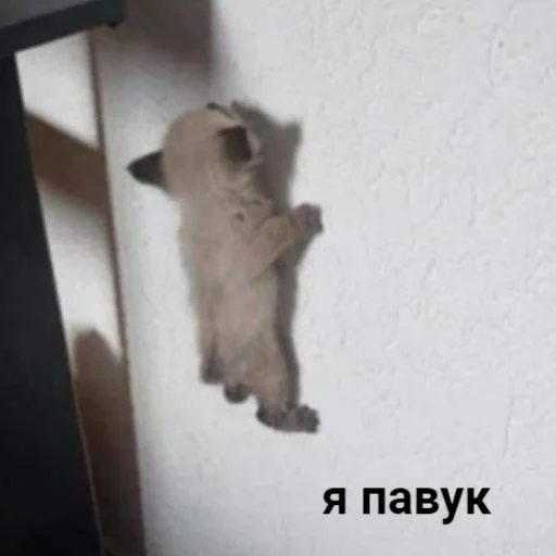 Стикер коты милашки не только коты - 11