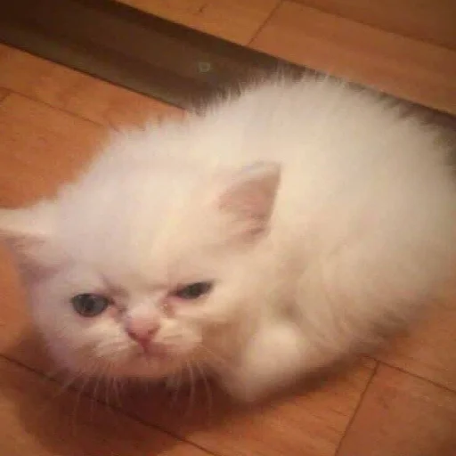 Стикер коты милашки не только коты - 10