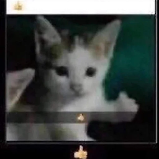 Стикер коты милашки не только коты - 9