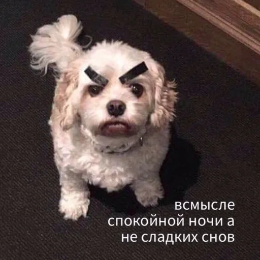 Стикер коты милашки не только коты - 8