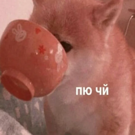 Стикер коты милашки не только коты - 7