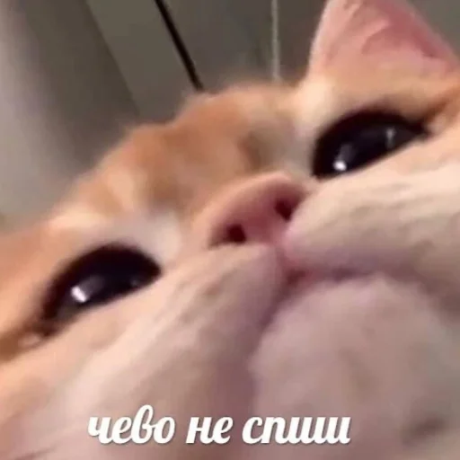 Стикер коты милашки не только коты - 6