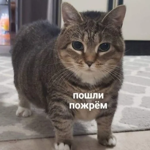 Стикер коты милашки не только коты - 4