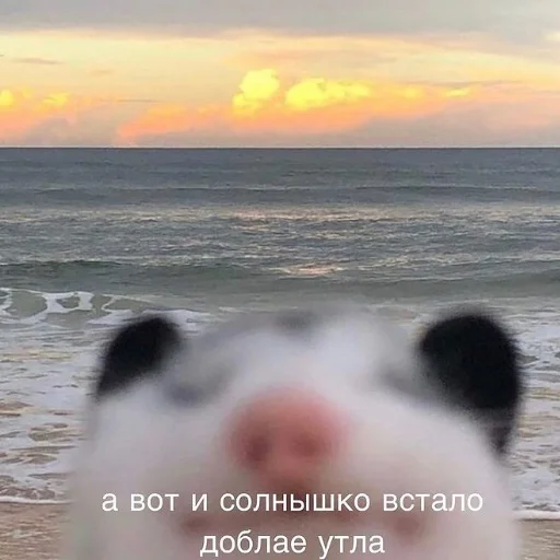 Стикер коты милашки не только коты - 3