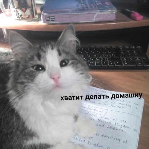 Стикер коты милашки не только коты - 2