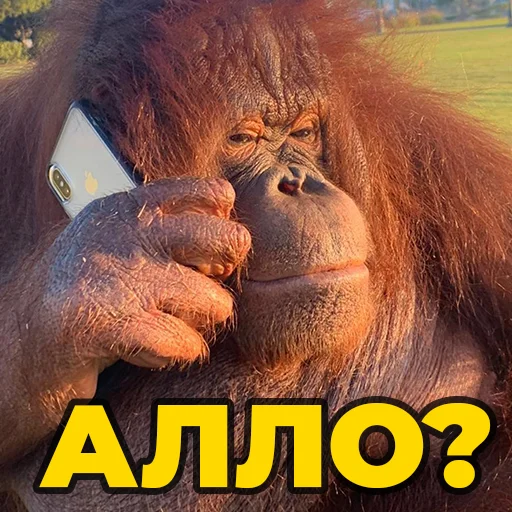 Sticker @sweetbaboons - 11