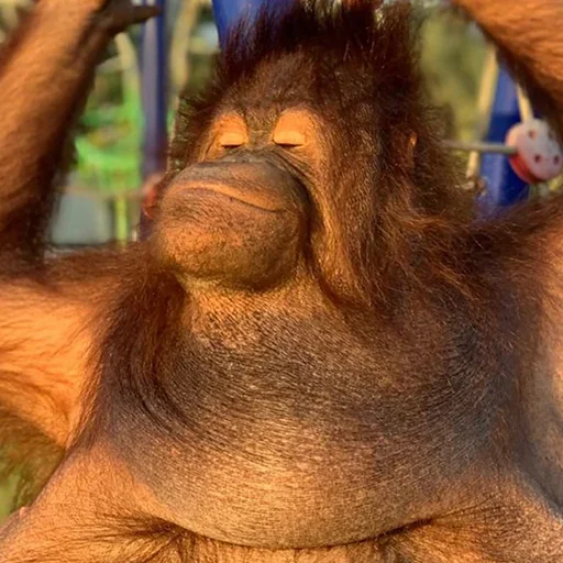 Sticker @sweetbaboons - 10