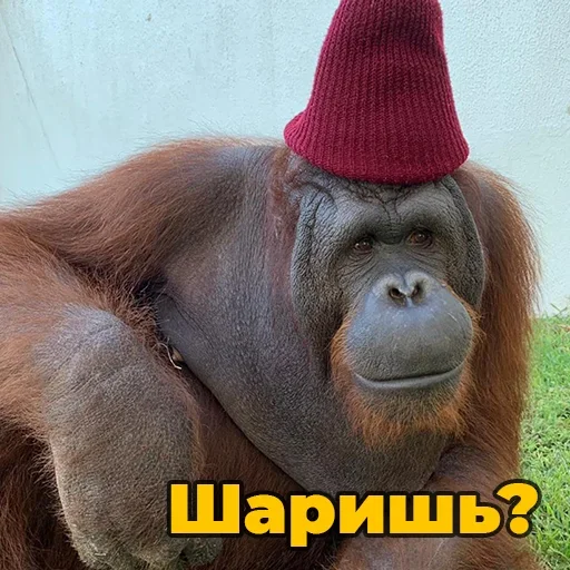 Sticker @sweetbaboons - 8