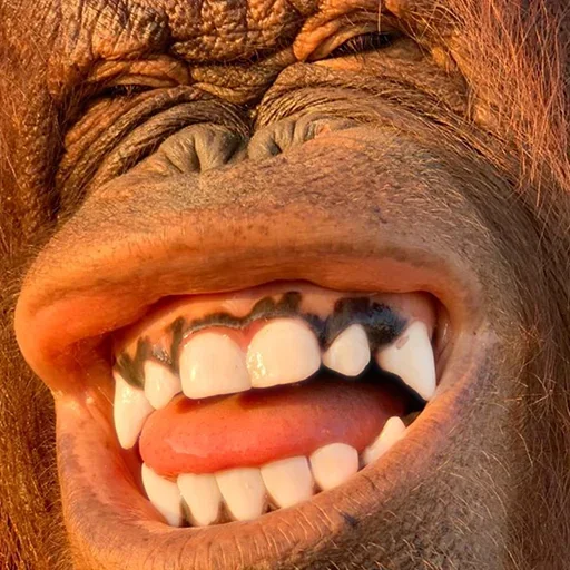 Sticker @sweetbaboons - 7