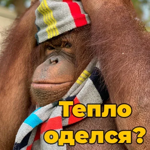 Sticker @sweetbaboons - 6