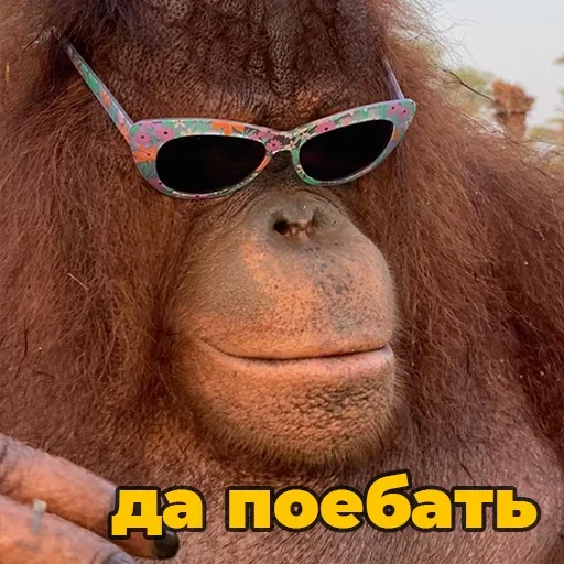 Sticker @sweetbaboons - 3