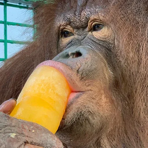 Sticker @sweetbaboons - 2