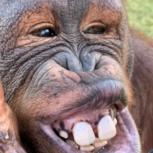 Sticker @sweetbaboons - 1