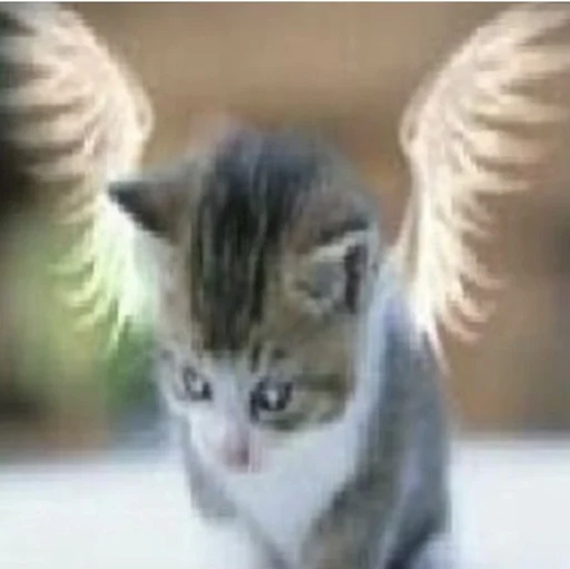 животное млекопитающее домашняя кошка