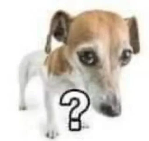 mammal animal dog breed