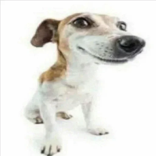 mammal dog dog breed