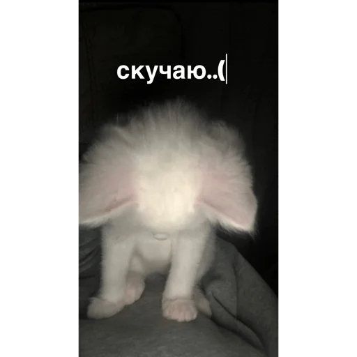 Сашулькинс - 