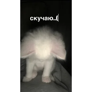 Sticker Сашулькинс - 11