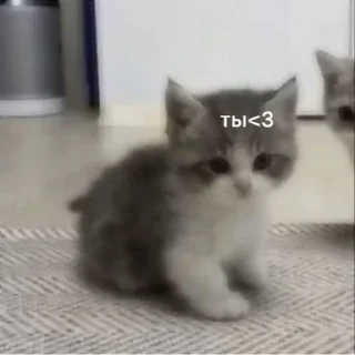 Стикер Больше стикеров: @sticerru - 2