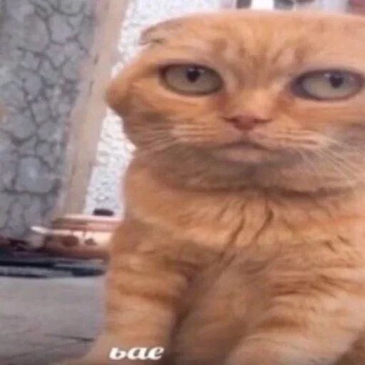 animal mammal domestic cat