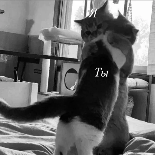 indoor small to medium-sized cats domestic cat