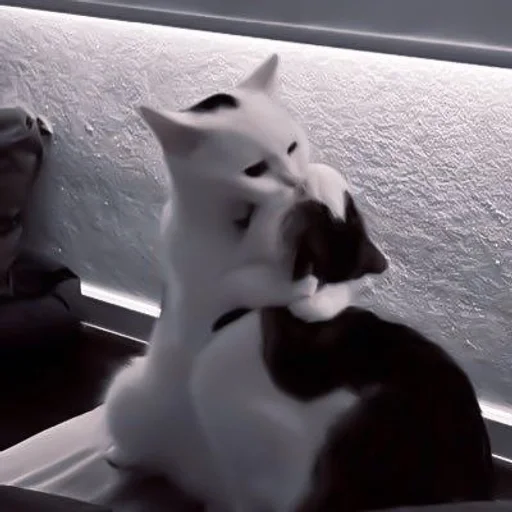 🫀 𝙠𝙞𝙩𝙩𝙚𝙣 :: @hzzxmy :: @fStikBot - animal