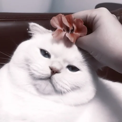 mammal animal small to medium-sized cats