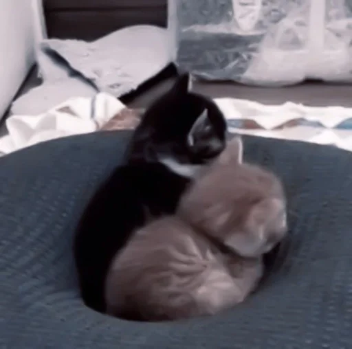 small to medium-sized cats cat felidae