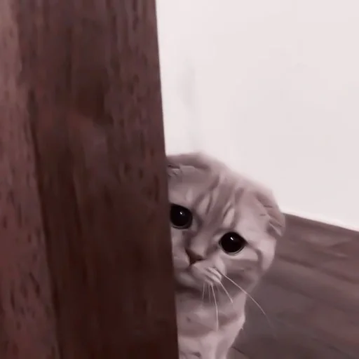 cat small to medium-sized cats mammal