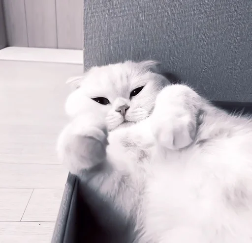 cat animal small to medium-sized cats