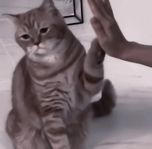 cat domestic cat small to medium-sized cats