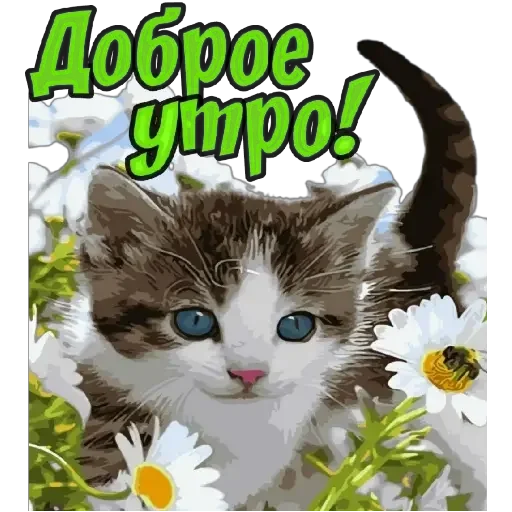 кошки малого и среднего размера цветок домашняя кошка