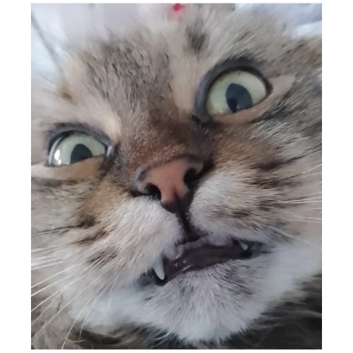 Sticker t12f08388_f73b_40c0_9fed_baa8ffccb1a7_by_emopix_stickerz_bot - 1