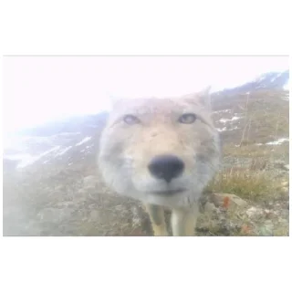 Стикер Что-то (@emopix) - 2