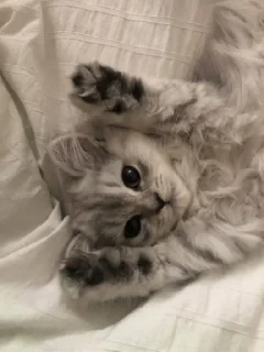 Стикер котики via @stickanon_bot - 1