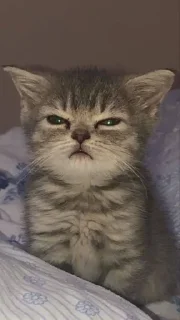 Стикер котики via @stickanon_bot - 0