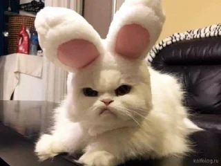 Стикер котики via @stickanon_bot - 6