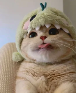 Стикер котики via @stickanon_bot - 4