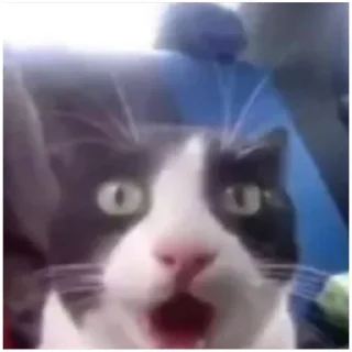 Sticker cat vibes (@emopix) - 7