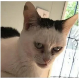 Sticker cat vibes (@emopix) - 3