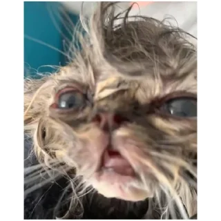 Sticker cat vibes (@emopix) - 2