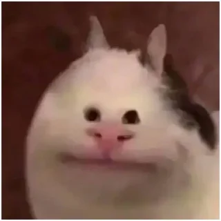 Sticker cat vibes (@emopix) - 4