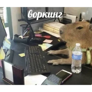 Sticker Ты кринж (@emopix) - 8