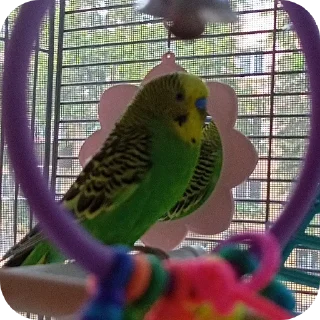 Sticker Кеша-Тоша-Вольт_Kesha-Tosha-Volt (@emopix) - 11