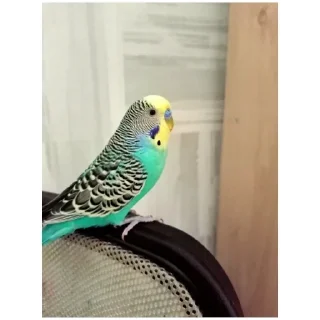 Sticker Кеша-Тоша-Вольт_Kesha-Tosha-Volt (@emopix) - 10