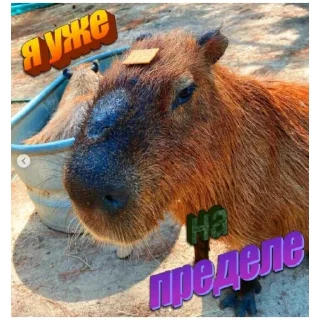 Sticker пеприки (@emopix) - 3