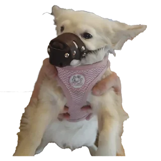 Стикер Тявка - 9