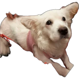 Стикер Тявка - 3